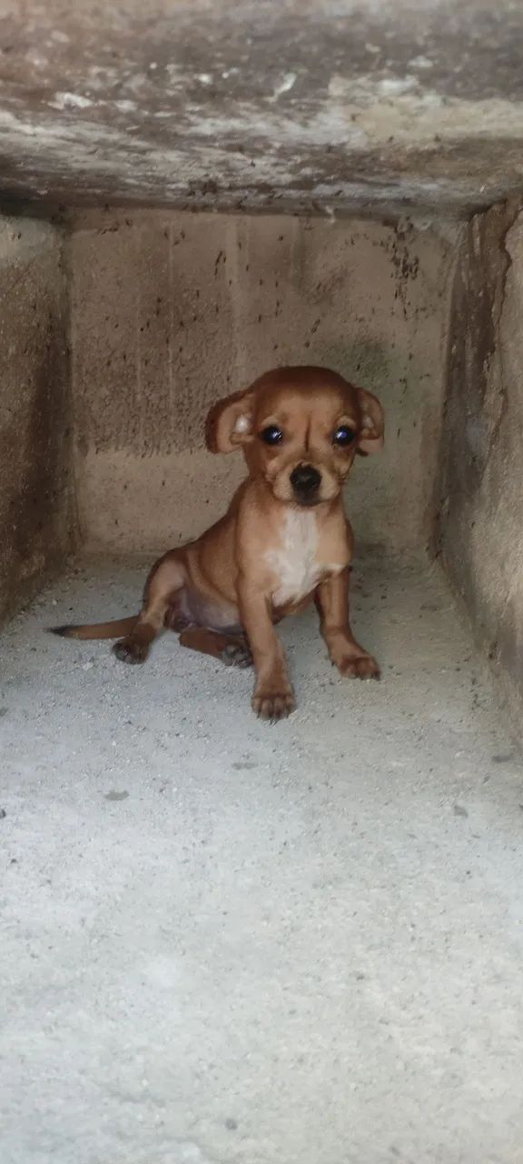 Pinscher ( F)