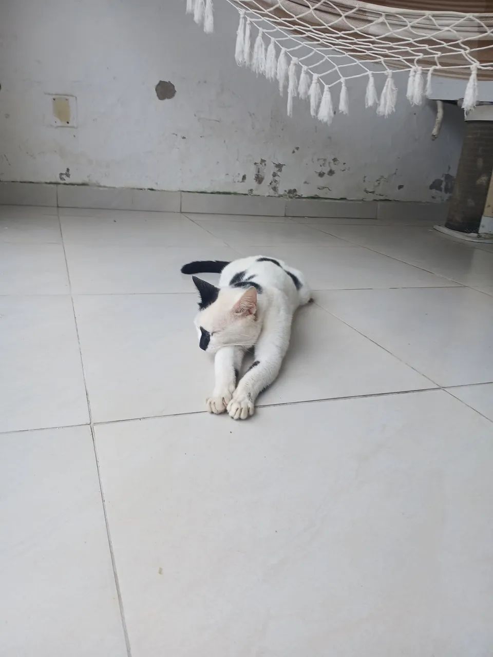 Doação de pet - Foto 4