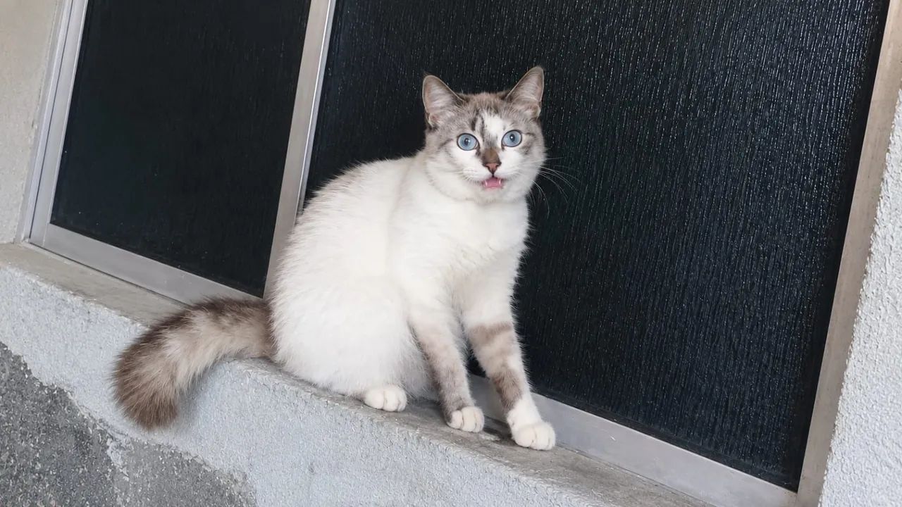 Adoção 