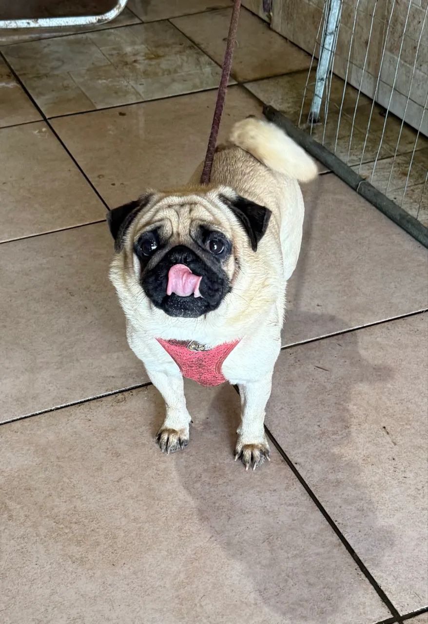 Pug disponível  - Foto 4