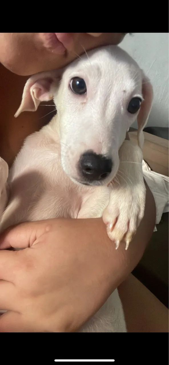 Doa-se cachorrinha 