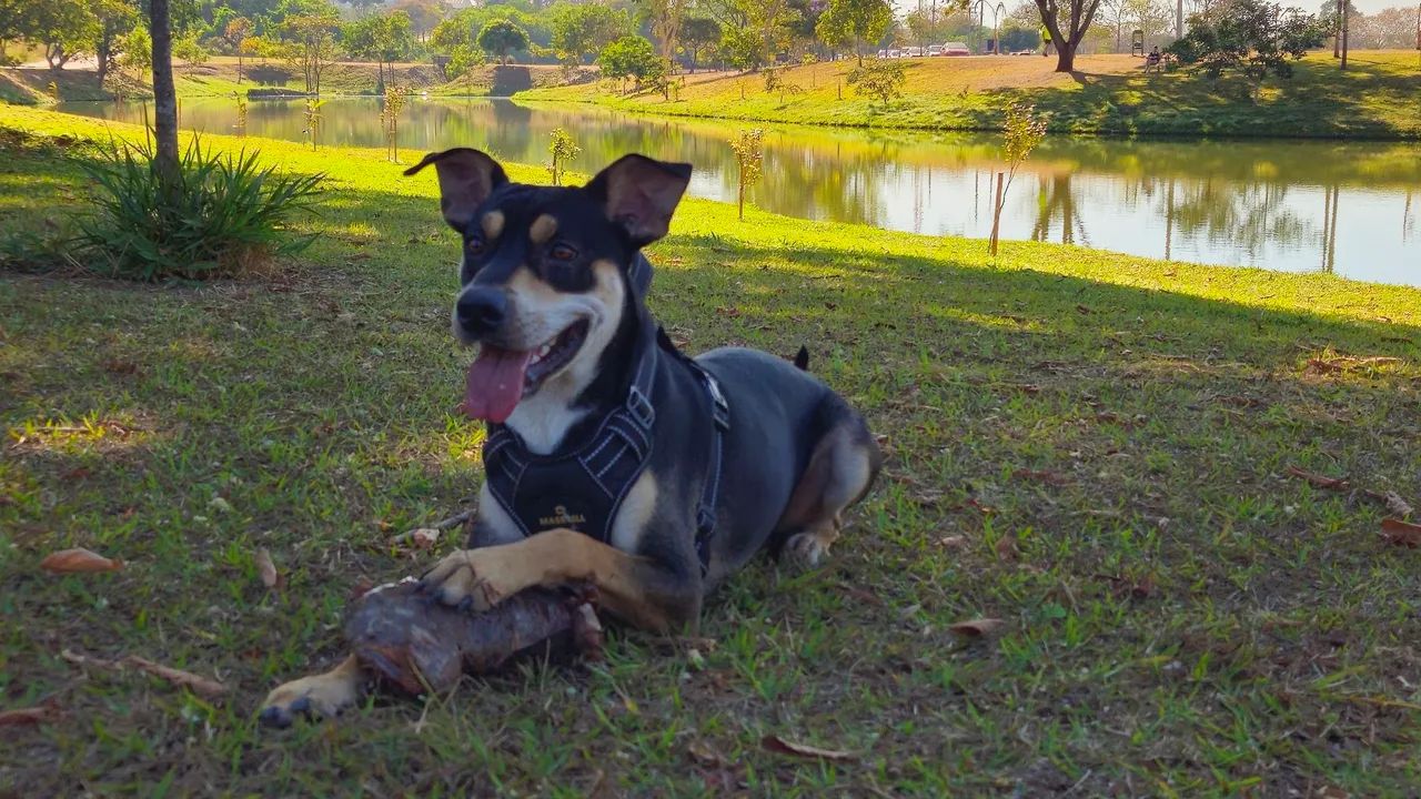 Jack - Foto 2