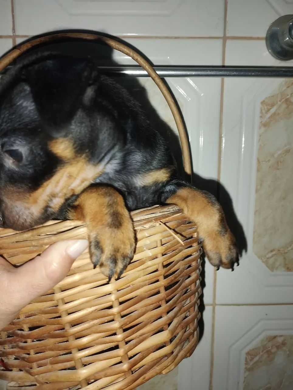 Pinscher  - Foto 4