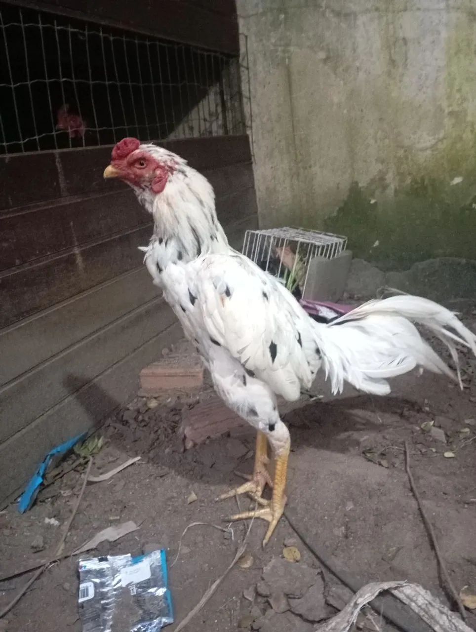 Frango de raça 