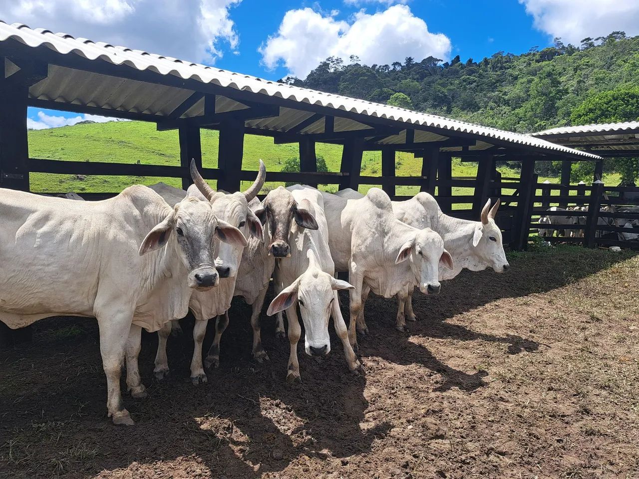 80 Vacas Nelores enxertadas e prenhas - Foto 6