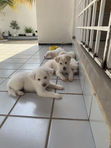 Vendo filhotes de Akita - Foto 3