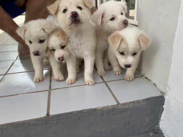 Vendo filhotes de Akita - Foto 2