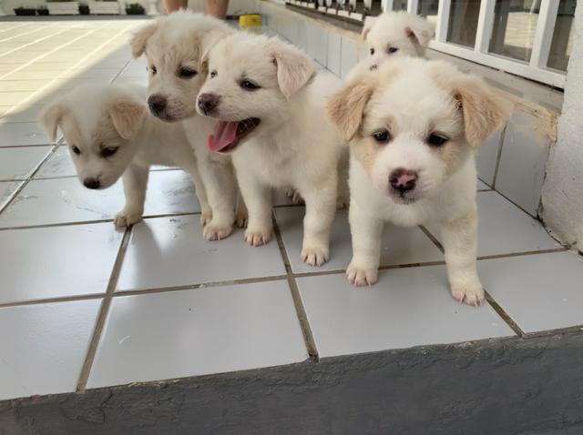 Vendo filhotes de Akita