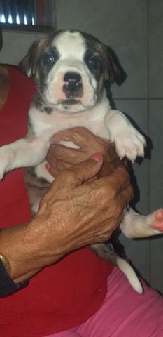 Pitbull - Foto 2