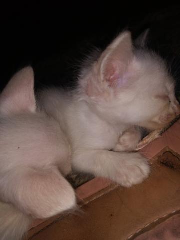 Doação gatinhos