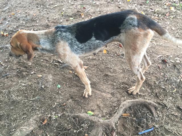 Cachorra americano - Foto 4