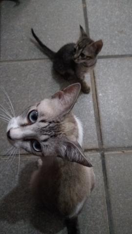 Filhotinhos de gatos para ADOÇÃO - Foto 3