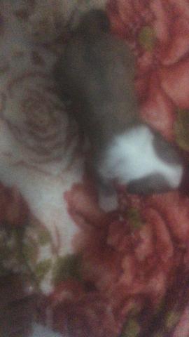 Animais de estimação(cachorro) da raça poodle - Foto 2