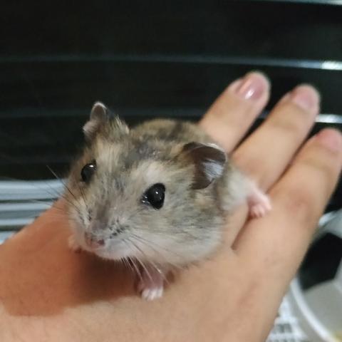 Filhote de Hamster Anão Russo - Foto 3