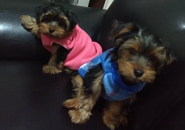 Vendo casal de yorkshire com 3 meses