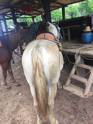 Vendo sela americana de laço - Foto 2