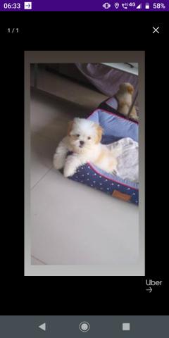 Cãozinho - Foto 2