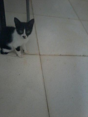Otima companhia - Foto 4