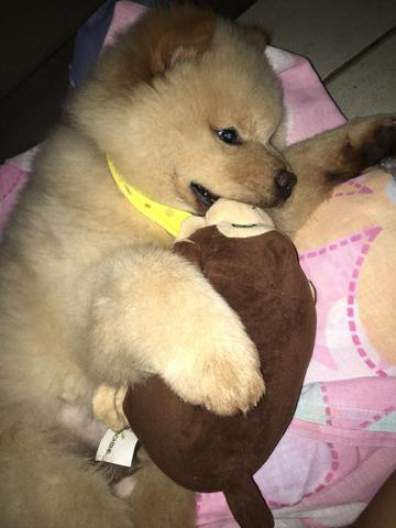 Chow Chow - Foto 2