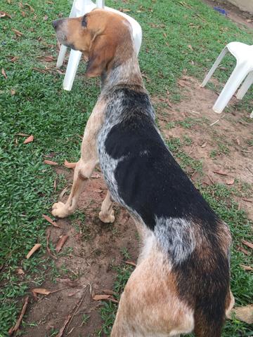 Cachorra americano - Foto 5
