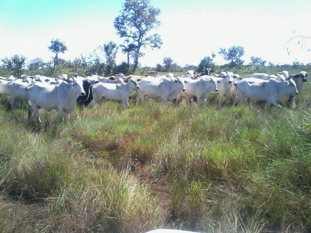 Fazenda em Luciara, MT - Foto 13