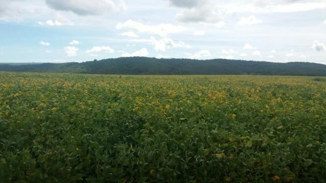 Fazenda à venda: 130 km de Brasília - DF, 1.683 hectares - R$ 40.000.000,00 - Foto 4