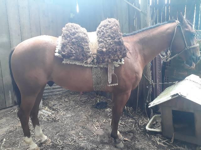Cavalo quarto de milha PO com documentos - Foto 4