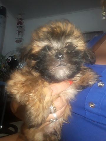 Vendo filhotes de ilhasa apso - Foto 4