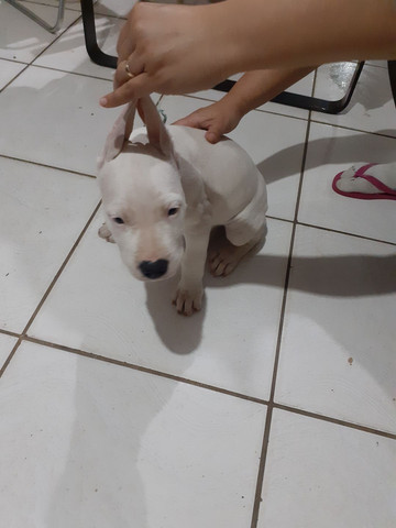 Cachorro - Foto 5