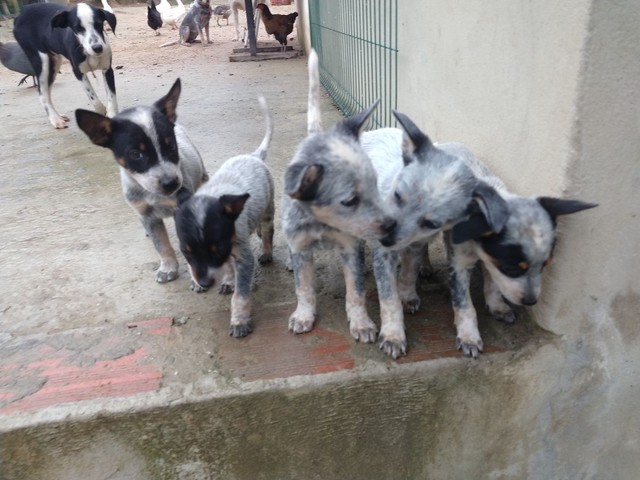 Boiadeiro Australiano/ Blue Heeler 