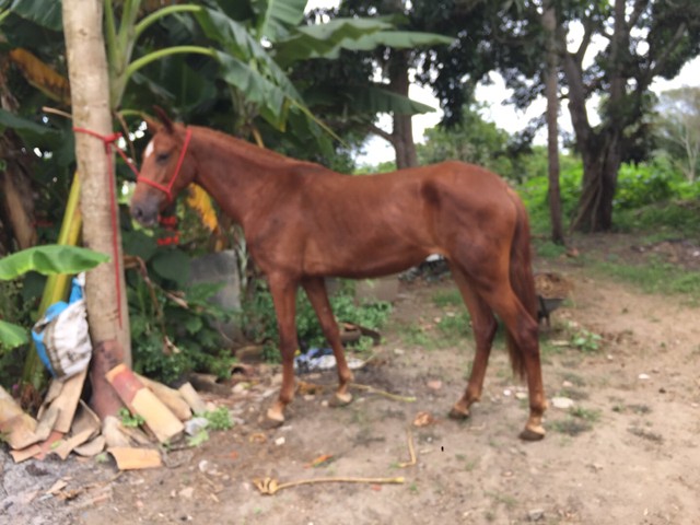 Égua mangolina 