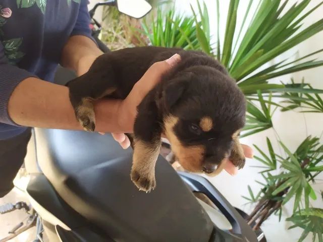 filhotes de rottweiler cabeça de Touro - Foto 2