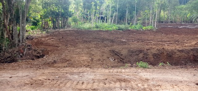 Chácara 1 hectare,com arroio e galpão e frutíferas - Foto 2