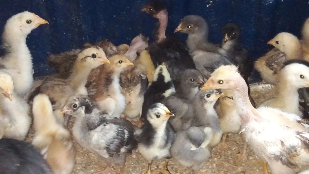 Pintinhos meio sangue galinha sertaneja balão 