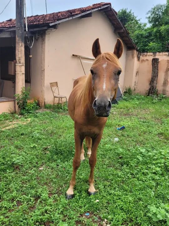 Cavalo - Foto 2