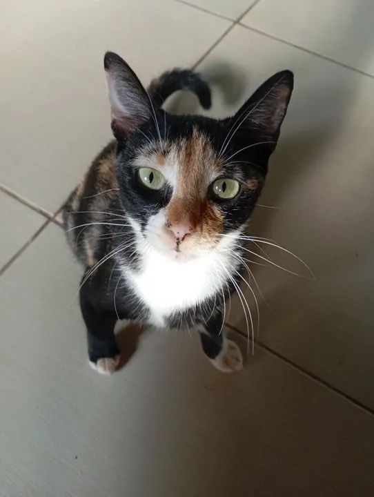 Gatos disponível para adoção - Foto 2