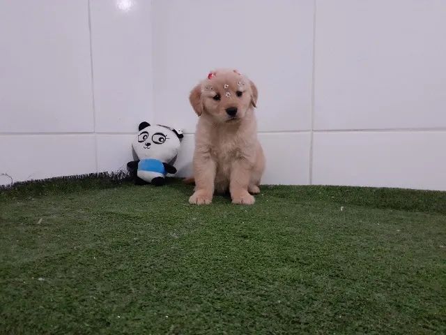 Golden Retriever =] - Foto 3