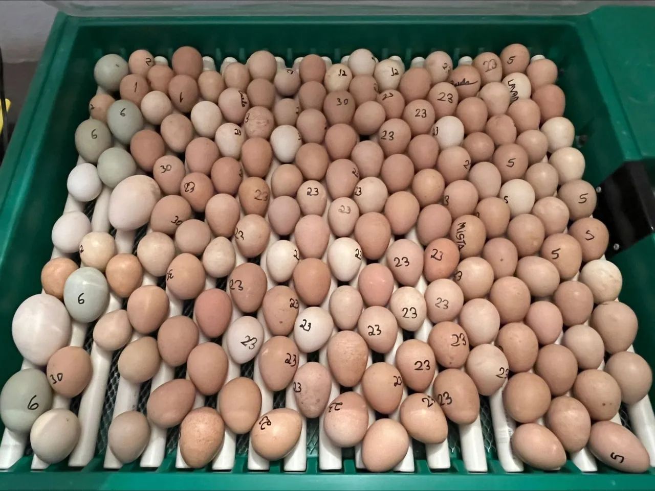 Pintinhos de Galinha D'Angola - Foto 3