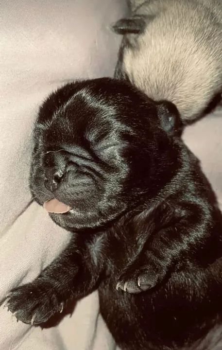 Pug Recém Nascido  - Foto 5