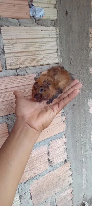 Vendo porquinho da Índia 