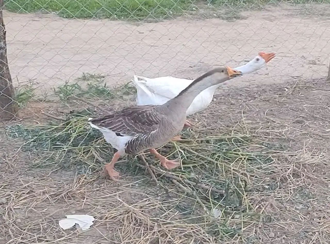 Casal de Ganso! - Foto 3