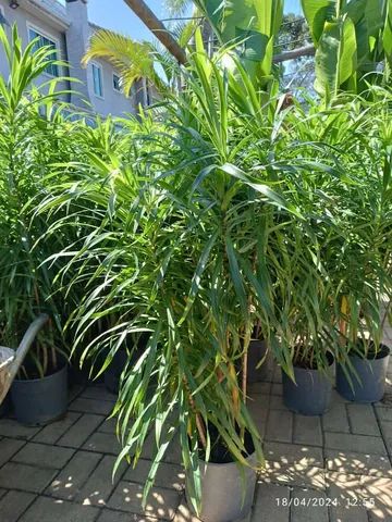 Dracena Fita  - Foto 2