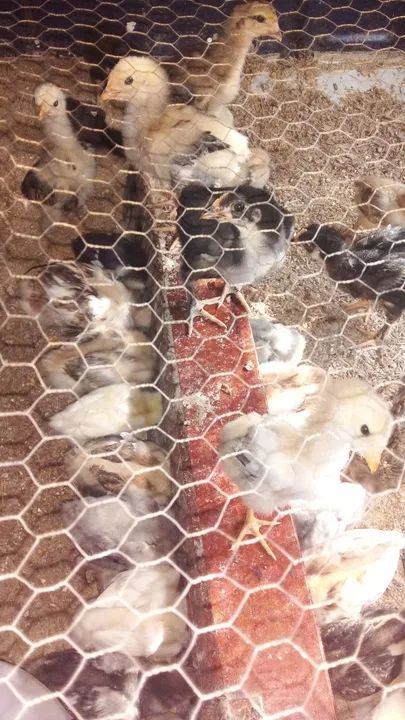 Pintinhos meio sangue galinha sertaneja balão  - Foto 4