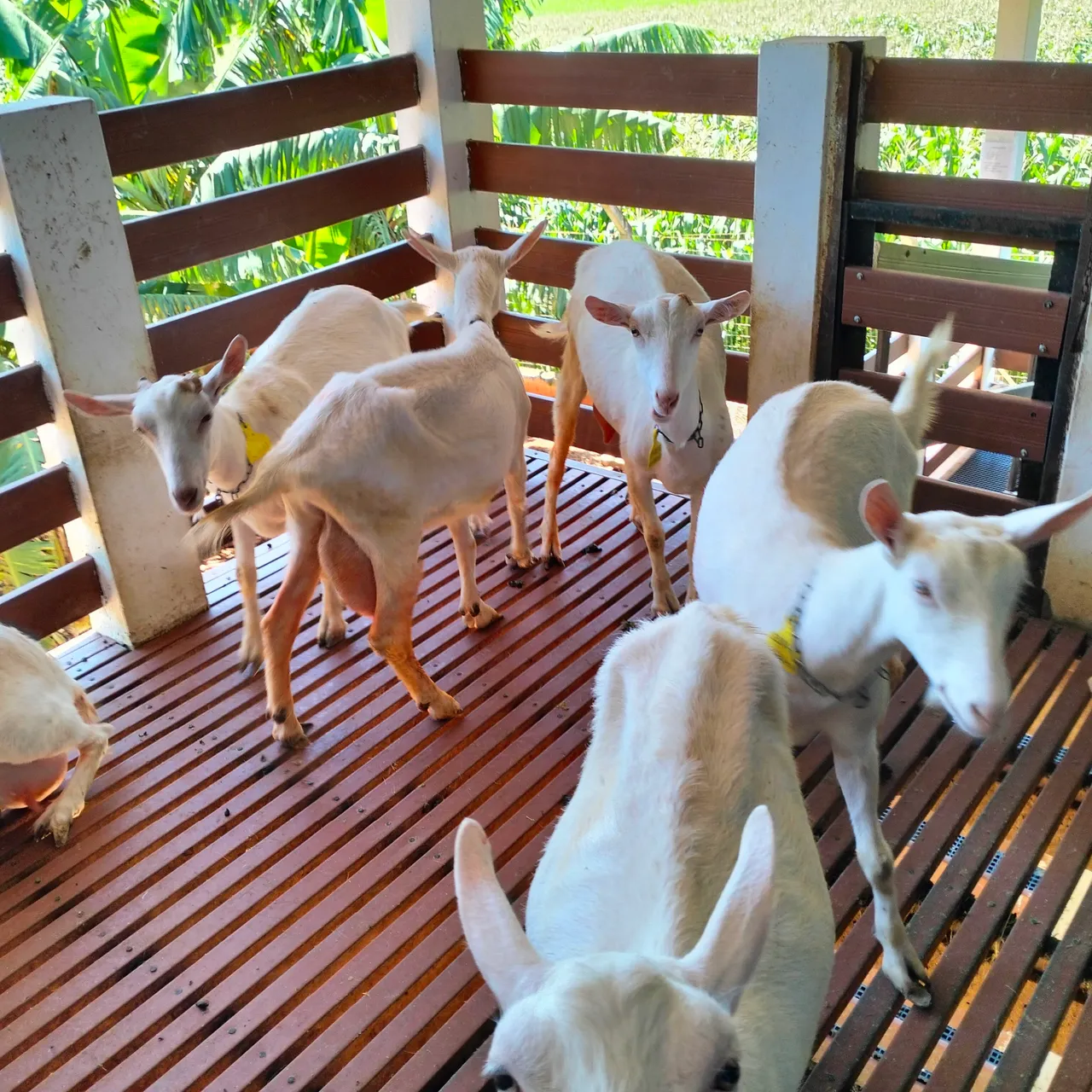 Cabras leiteiras - Ótima produção!