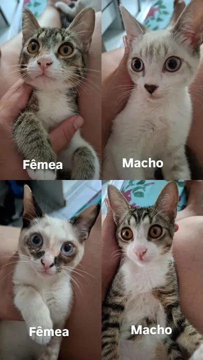 Gatinhos fofinhos para adoção! Já usam a caixa de areia e comem ração 