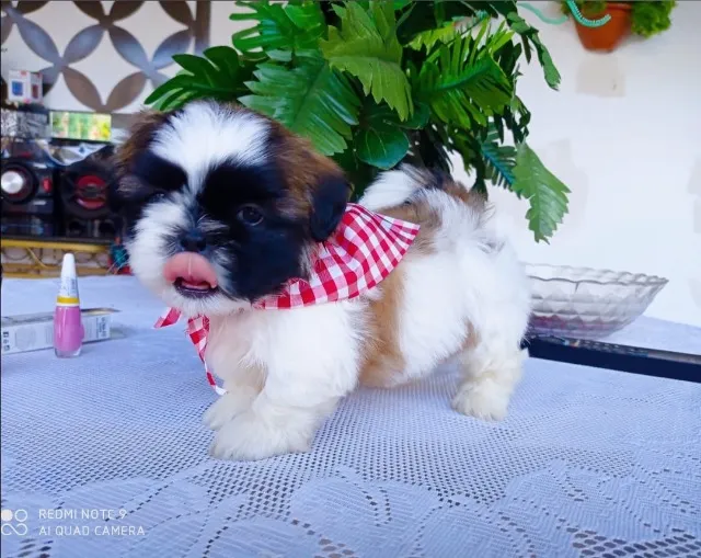 Vende-se lindos filhotes de shihtzu