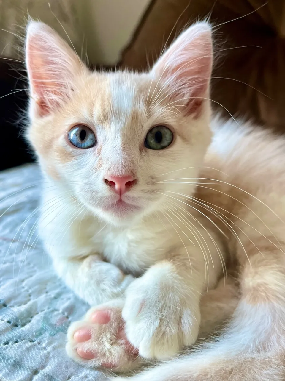 Gato macho filhote 3 meses