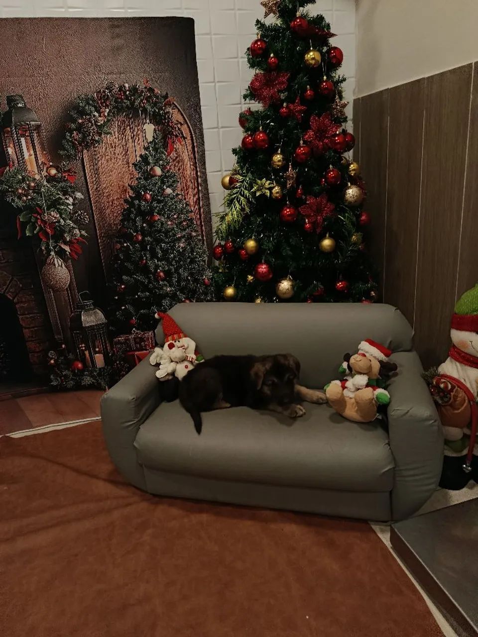 Pastor Alemão Capa Preta - Foto 2