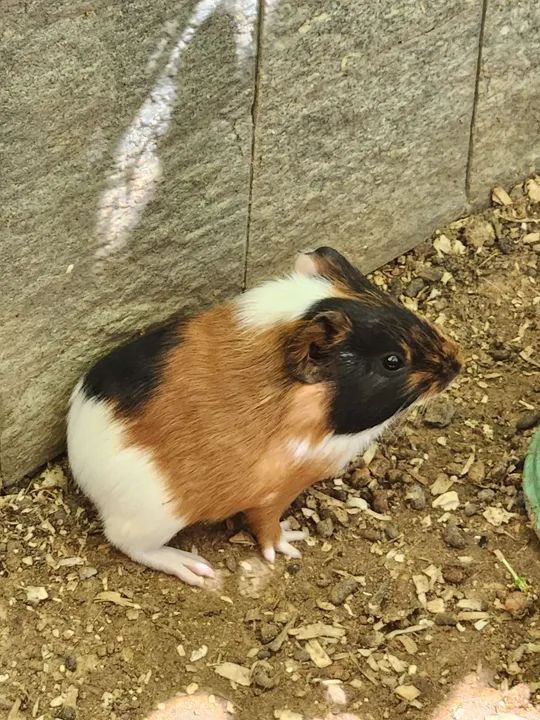 Vendo dois porquinhos da índia fofinhos - Foto 2