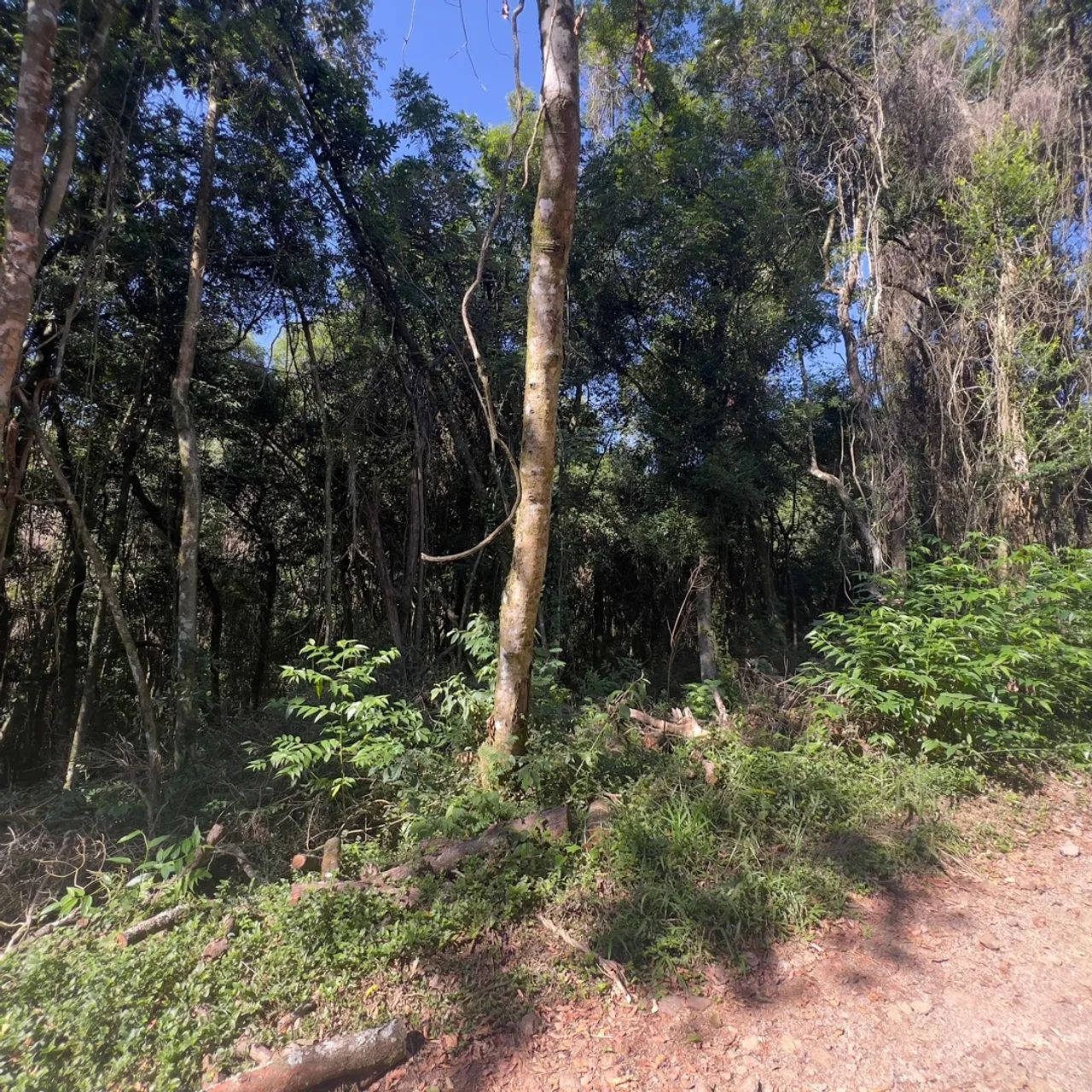 Sítios de 1.000 metros quadrados em condomínio fechado, apenas 3 km do asfalto  - Foto 2